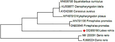 Molecular insights into STAT1a protein in rohu (Labeo rohita): unveiling expression profiles, SRC homology domain recognition, and protein-protein interactions triggered by poly I: C